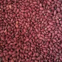 لوبیا قرمز بوجاری شده یکدست مناسب کشت