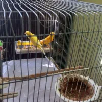 جفت قناری آماده|پرنده|ابهر, |دیوار