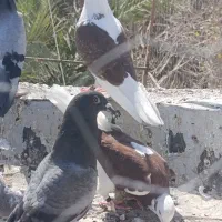 نر ماده کبوتر تهران|پرنده|زابل, |دیوار