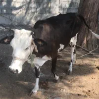 گاو فروشی شهر بندزرک