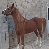 اسب نریون شش دنگ