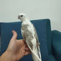 جوجه عروس ها دست آموز و تازه دونخور