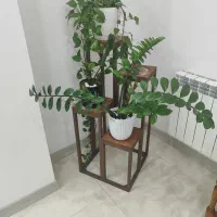 گل  آپارتمانی و گلدان