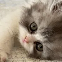 گربه پرشین فلت