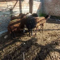 ۱۰ عدد بره شیر مست|حیوانات مزرعه|سیمین شهر, |دیوار