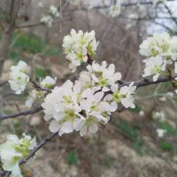 درخواست رحم اجاره ای