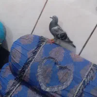 کفتر|پرنده|نائین, |دیوار