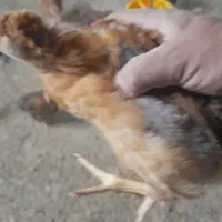 جوجه مرغ بومی جهادی مشکی گلپایگانی|حیوانات مزرعه|قهدریجان, |دیوار