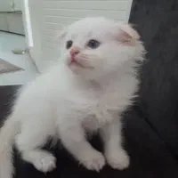 دوعدد گربه اسکاتیش|گربه|زنجان, |دیوار