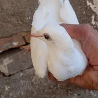 سه تاحیون پرشی|پرنده|نیشابور, ریوند|دیوار