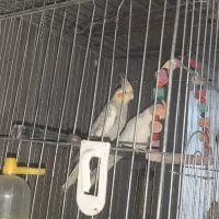 یک جفت عروس هلندی  بدون قفس|پرنده|پاکدشت, شهرک امام رضا|دیوار