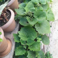 گل سینره عیدی|گل و گیاه طبیعی|تالش, هشتپر|دیوار