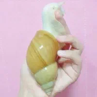 حلزون آچاتینا آلبینو|خزنده|همدان, |دیوار