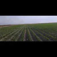 اجاره زمین کشاورزی