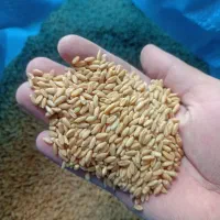 بذرگندم دیم صدرا