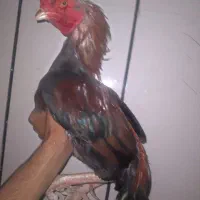 خروس فروشی|حیوانات مزرعه|سراوان, |دیوار