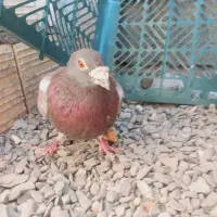 بور مگس نر|پرنده|زاهدان, |دیوار