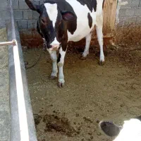 گاو با گوساله سیمنتال