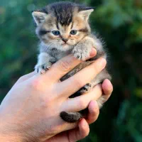 اسکاتیش بریتیش ماده بچه|گربه|رشت, منظریه|دیوار