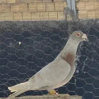 کفتر پلاکی بیرون شهری