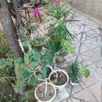 گلو گیاه|گل و گیاه طبیعی|آذرشهر, |دیوار