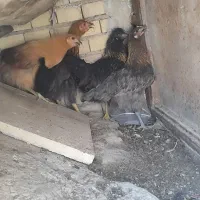 مرغ