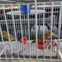 قناری نر و ماده|پرنده|شیراز, وزیرآباد|دیوار