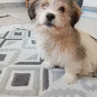 واگذاری سگ اشپیتز