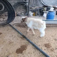 بز غاله نر|حیوانات مزرعه|هرسین, |دیوار