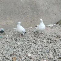 پرنده|پرنده|خاش, |دیوار