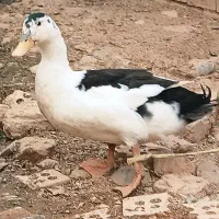 اردک|حیوانات مزرعه|بروجرد, |دیوار