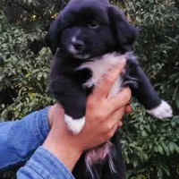 واگذاری دو عدد توله سگ ۲ ماه پا کوتاه|سگ|رشت, خواهر امام|دیوار