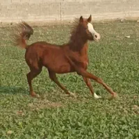 مادیون وکره مادیون داغ‌ دار خالص عربی