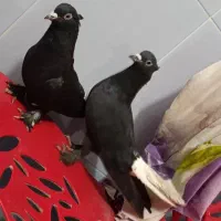 کفتر دم سفید مهر کاکلی|پرنده|قم, پردیسان|دیوار