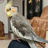 عروس هلندی گم شده