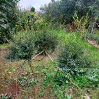 یاس پیوندی|خدمات باغبانی و درختکاری|چابکسر, |دیوار