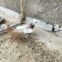 کفتر فروشی|پرنده|زارچ, |دیوار