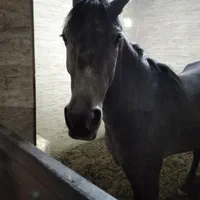 پانسیون و نگهداری اسب|خدمات پیشه و مهارت|اصفهان, خاتونآباد|دیوار