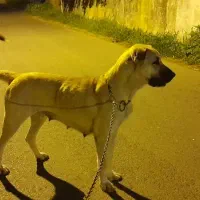 ماده سرابی درشت فول