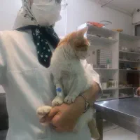 گربه نارنجی|گربه|مشهد, حسینآباد|دیوار