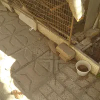 قفس مرغ|لوازم جانبی حیوانات|چناران, |دیوار