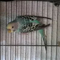 ۵ عدد مرغ عشق|پرنده|فردیس, شهرک ناز|دیوار