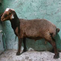 قوچ هتروزیگت