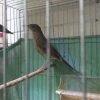 سهره هایه کهنه بخون|پرنده|تبریز, |دیوار