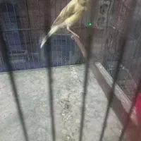 مادهابلقزیتونیرسمی|پرنده|بروجرد, |دیوار