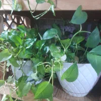 ۸ عدد گلدان پتوس مناسب دیوار کوب یا راه پله ای|گل و گیاه طبیعی|اسلام‌شهر, شهرک واوان|دیوار