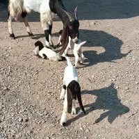 بز افغانی با دوعدد بیگ نر