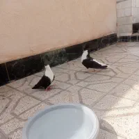 جفت ضمانتی ریش|پرنده|قائن, |دیوار