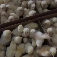 جوجه گوشتی راس 308 عمده نهاده ذرت سویا