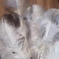 شاهپر علامت